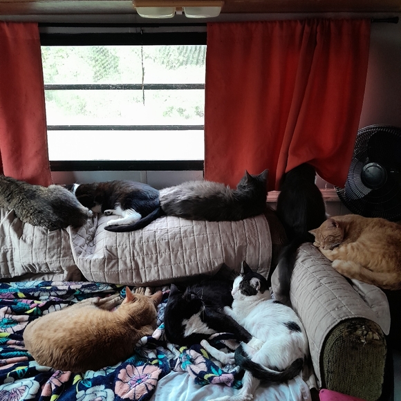 Meet your Posher, Dawn - Picture 2 of 2